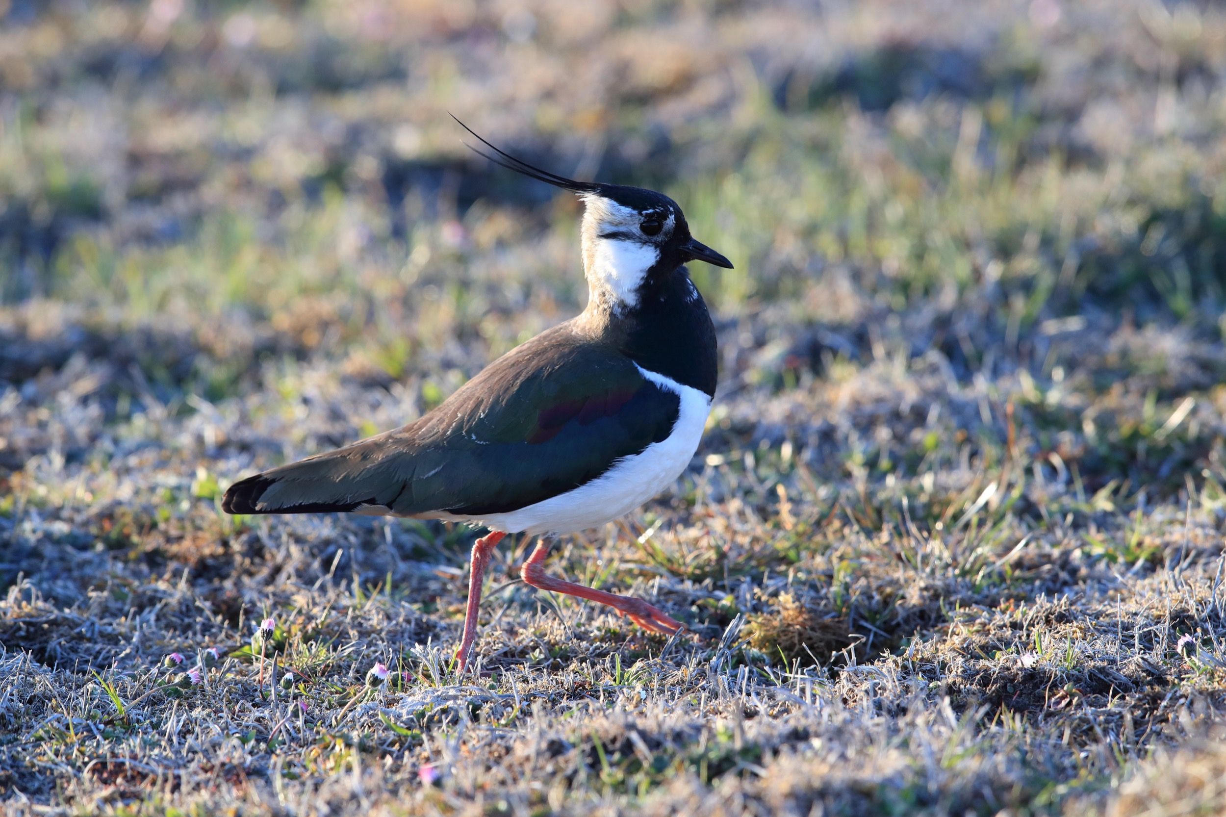 Nordischer Kiebitz (Vanellus vanellus) in seiner typischen Lebensweise auf öländer Wiesen- und Weideland.