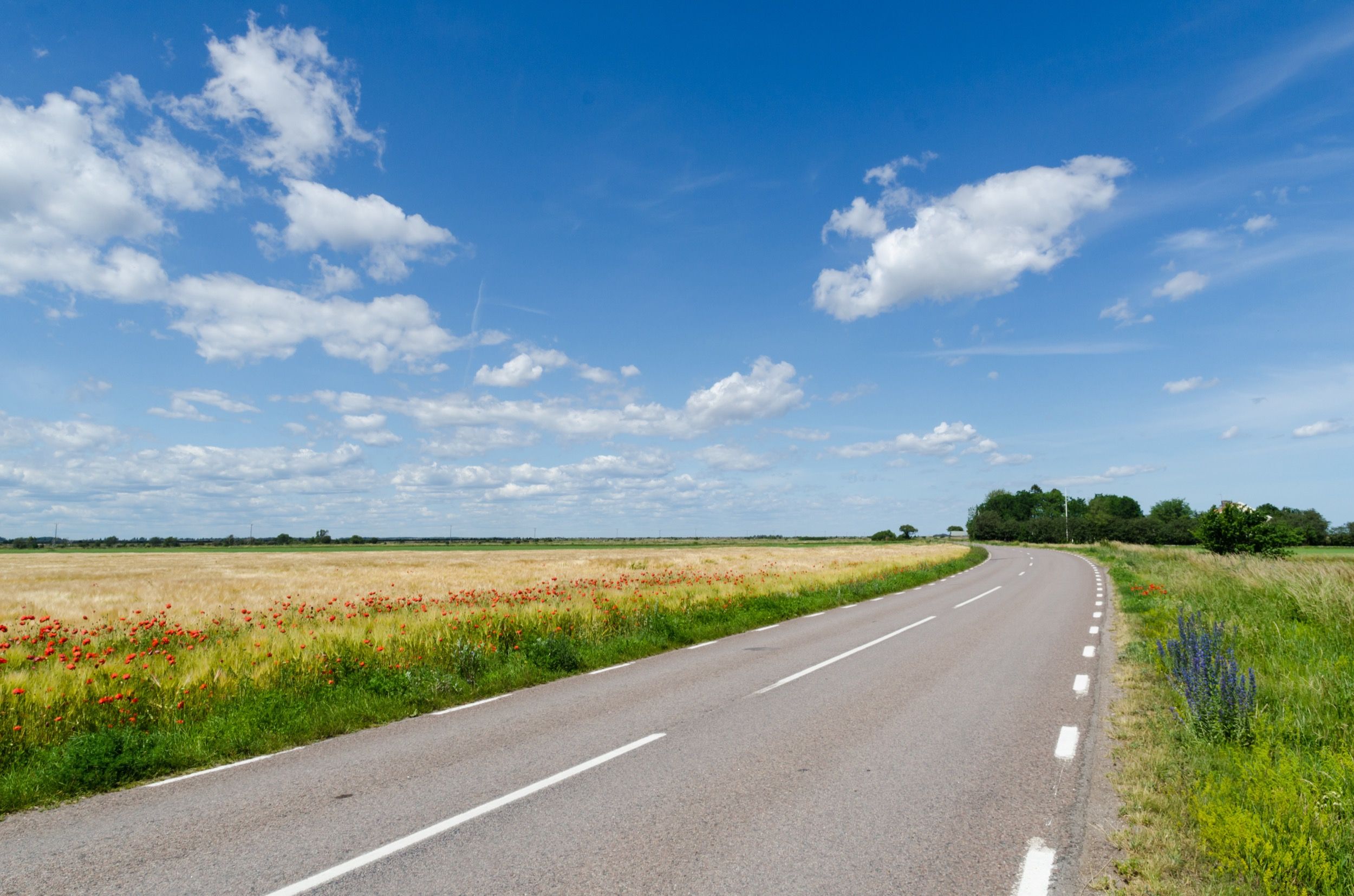 Geschwungene Landstraße durch das Stora Alvaret mit rot blühenden Mohnblumen – UNESCO-Welterbe Kulturlandschaft Südölands.