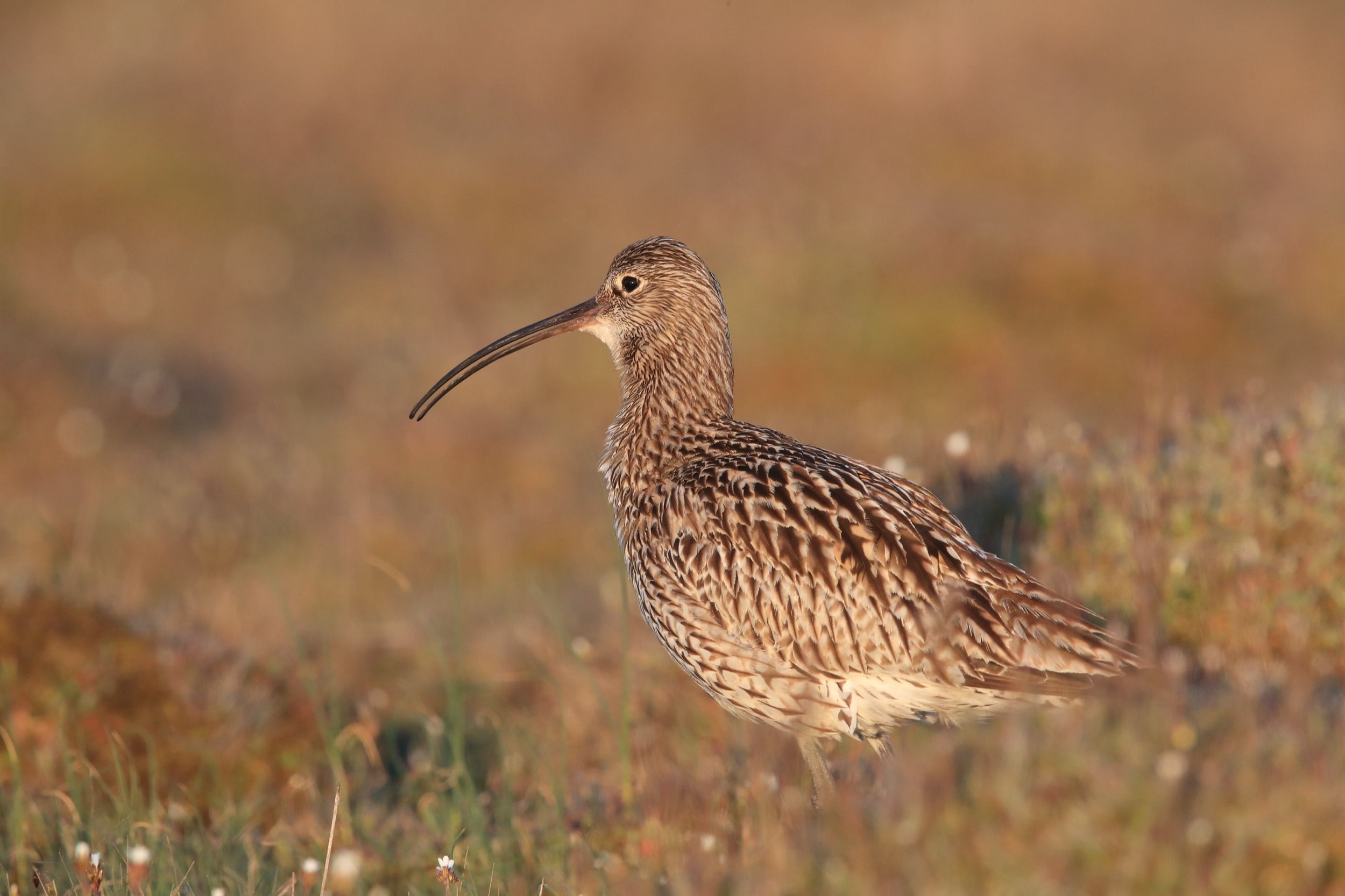 Großer Brachvogel (Numenius arquata) in der Öland-Heide – charakteristischer Bewohner der Alvar-Landschaft.