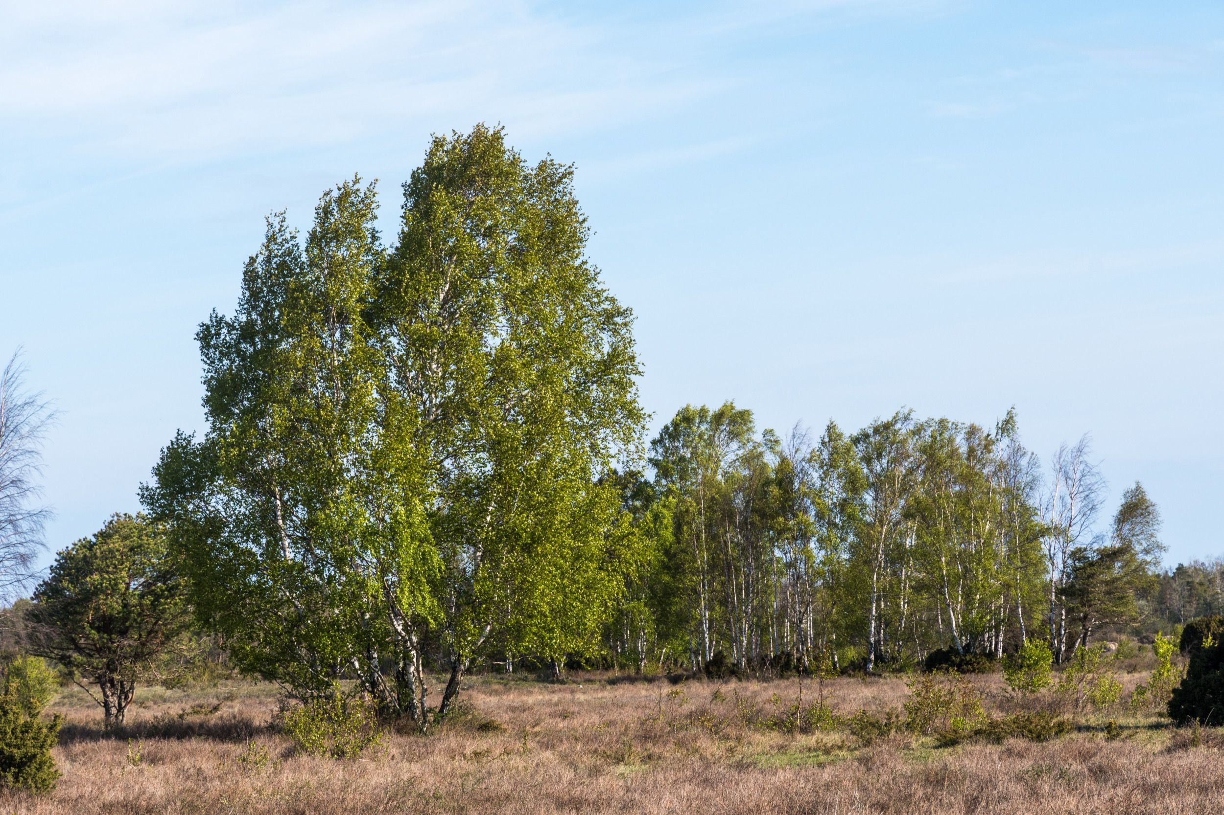 Birkengruppe in der Ebene des Stora Alvaret – UNESCO-Welterbe mit charakteristischer Alvar-Vegetation und offenem Kalkstein-Laubwald.